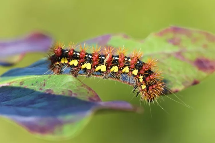 Non-Poisonous Black and Orange Caterpillars 