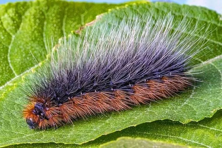 Poisonous Black and Orange Caterpillars 