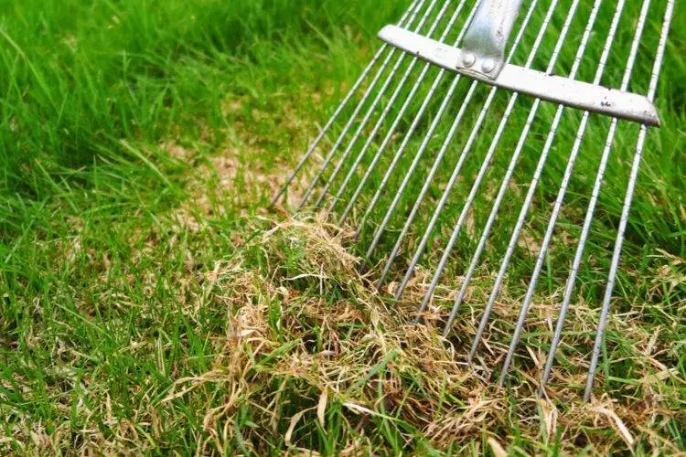 Risks of dethatching a wet lawn 