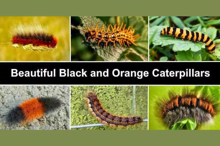 Types of Black and Orange Caterpillars 