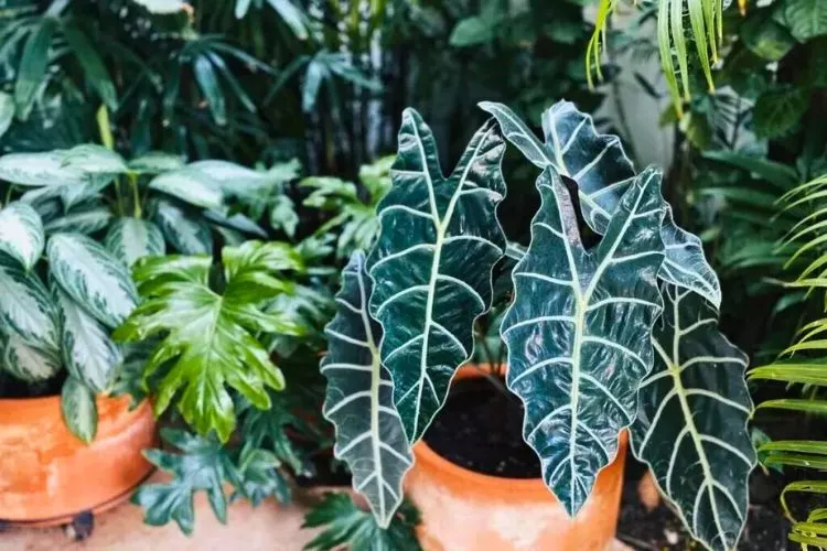 Understanding Alocasia Plants