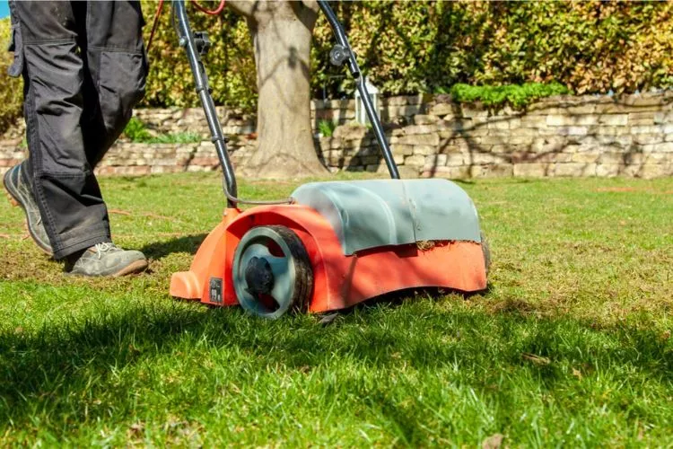 What is the best time to dethatch your lawn