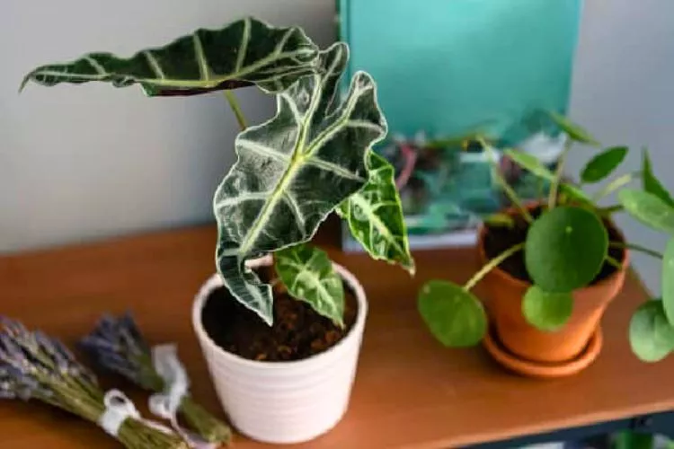 Why are my alocasia leaves curling