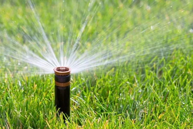 Adequate Watering Practices