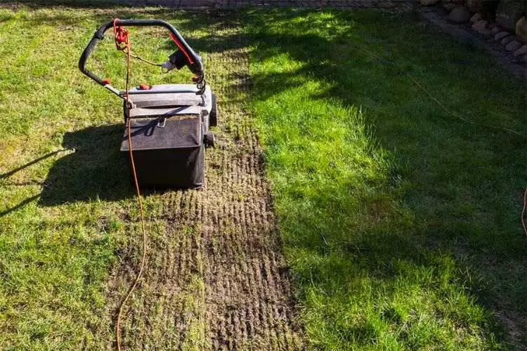 Benefits of Dethatching