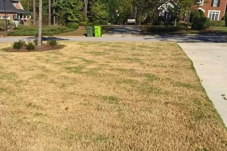 Lawn looks bad after dethatching