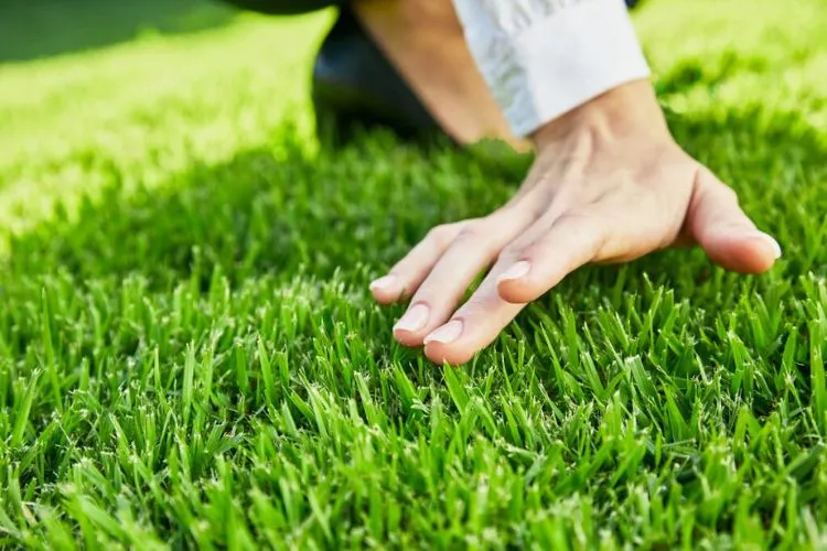 Understanding Zoysia Grass 