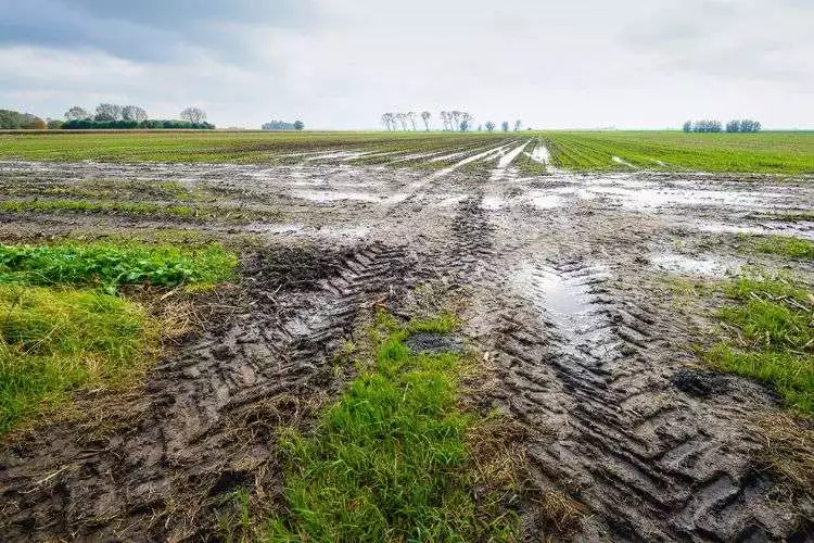 Why are tire ruts harmful to a lawn