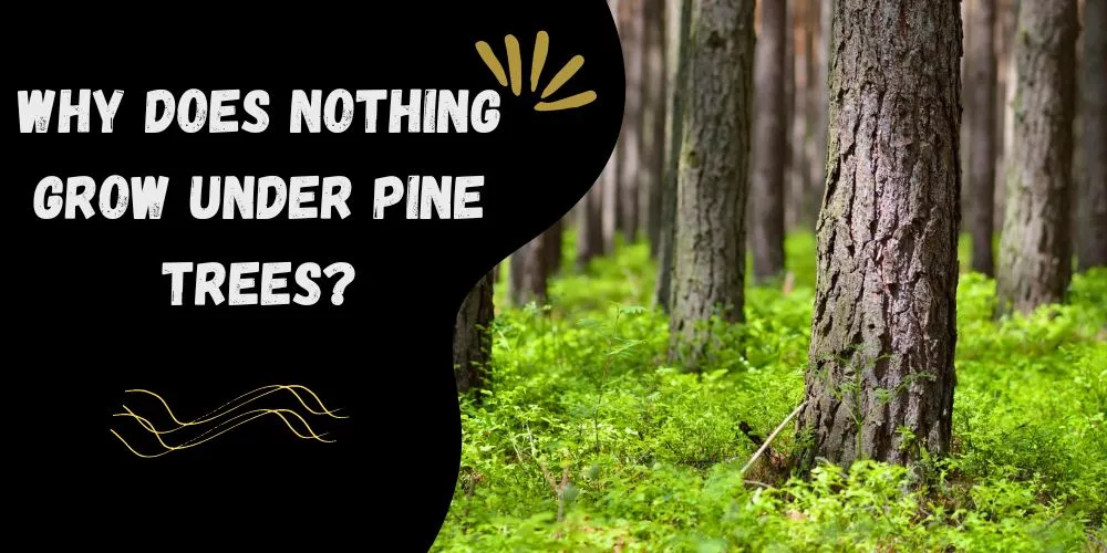 Why does nothing grow under pine trees