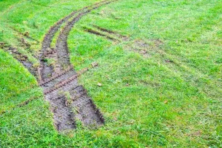 Will Tire Ruts In The Lawn Go Away On Their Own