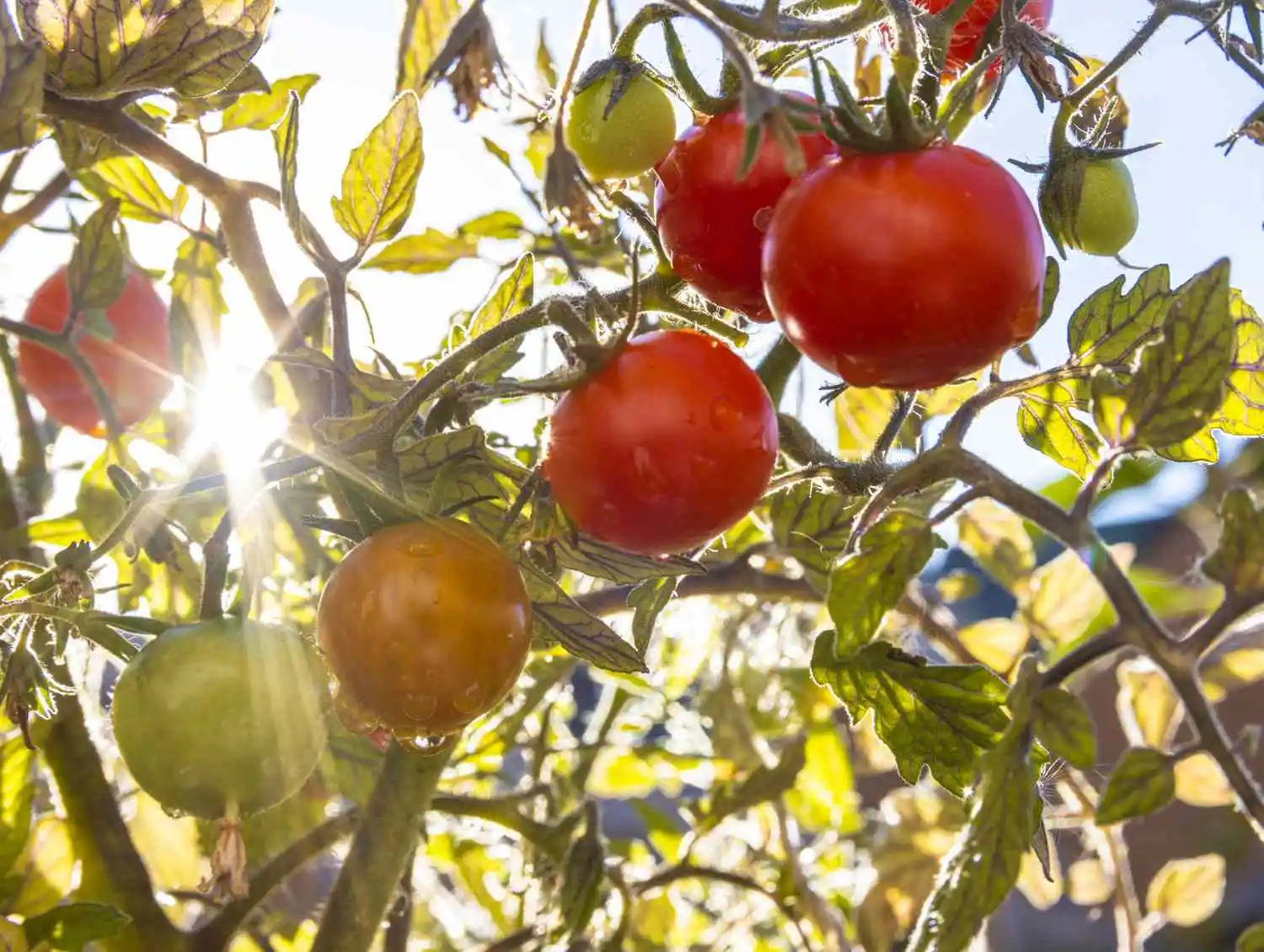 Exposure to intense sunlight 