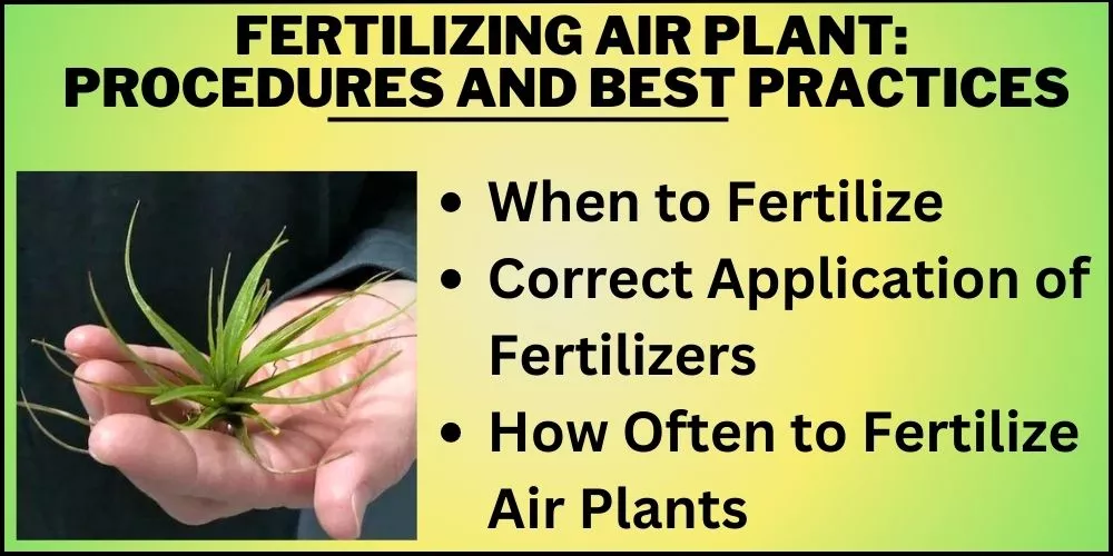 Fertilizing Air Plant- Procedures and Best Practices