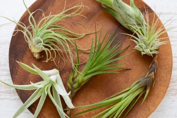 How fast do air plants grow