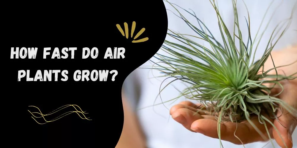 How fast do air plants grow