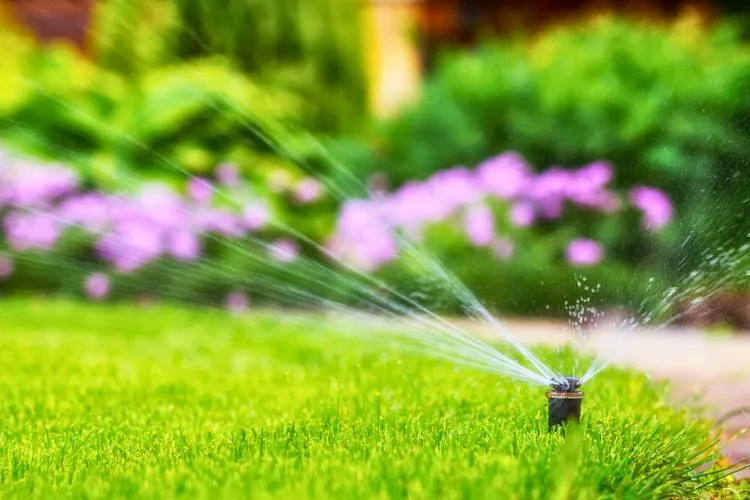 How to Establish a Watering Schedule