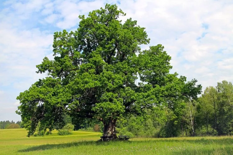 Overview of Oak Trees