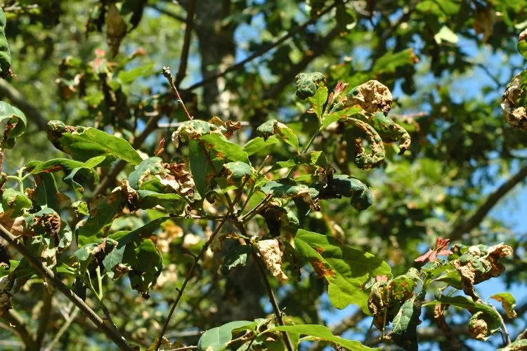 Why Are My Oak Tree Leaves Turning Brown? (6 Common Causes With Easy Fixes)