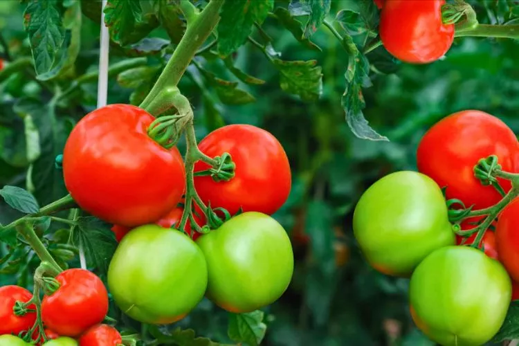 Preemptive Measures for Healthy Tomato Plants 