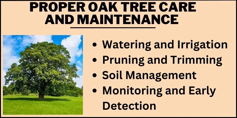 Proper Oak Tree Care and Maintenance 