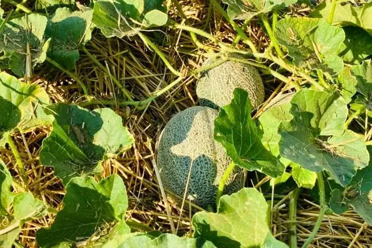 Symptoms of Cantaloupe Leaves Turning Yellow 