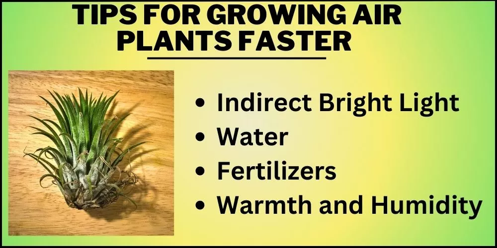 Tips for growing air plants faster 