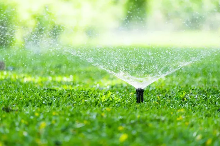 When to start watering the lawn