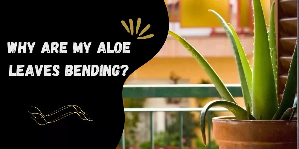 Why are my aloe leaves bending