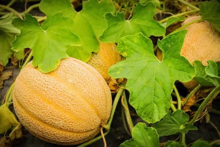 Why are my cantaloupe leaves turning yellow