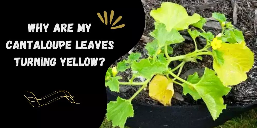 Why are my cantaloupe leaves turning yellow