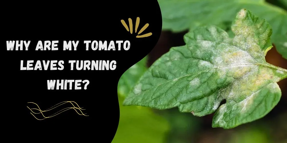 Why are my tomato leaves turning white