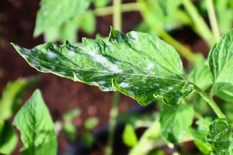 Why are my tomato leaves turning white