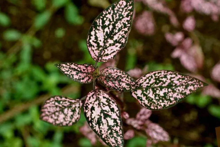 Average lifespan of polka dot plants in their natural habitat 