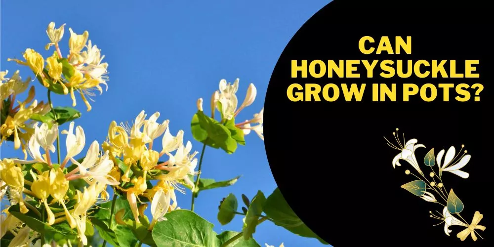 Can honeysuckle grow in pots