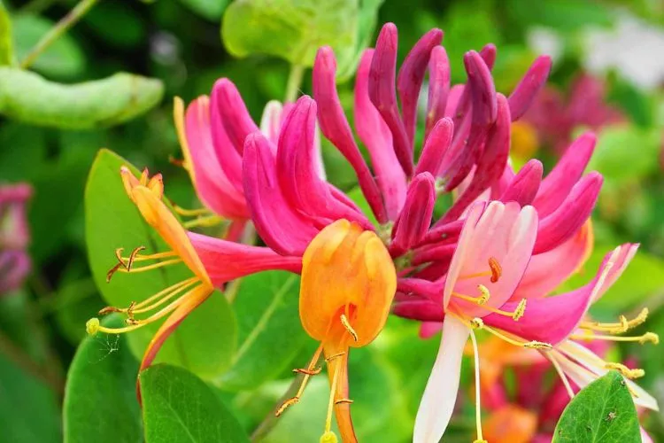 Can honeysuckle grow in pots