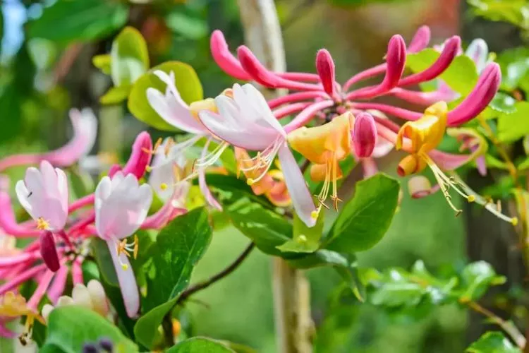 Can honeysuckle grow in pots