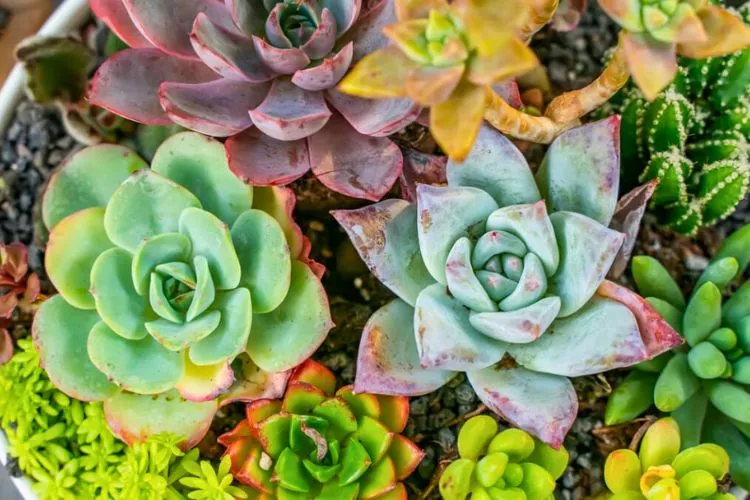 Do Succulents Clean the Air- What Does The Research Say