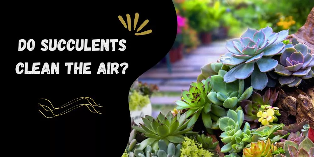 Do succulents clean the air