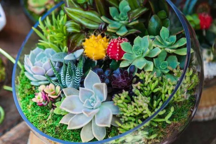 Do succulents clean the air