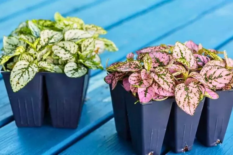 Extending the Lifespan of Polka Dot Plants- Care Tips 