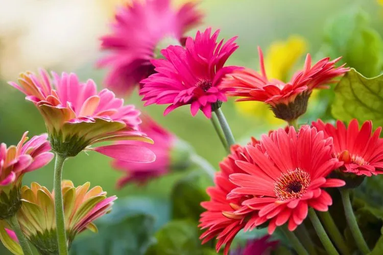 Gerbera daisy