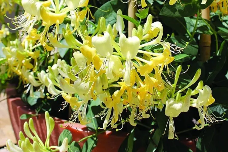 Honeysuckle In Pots- Planting and Care Guidelines