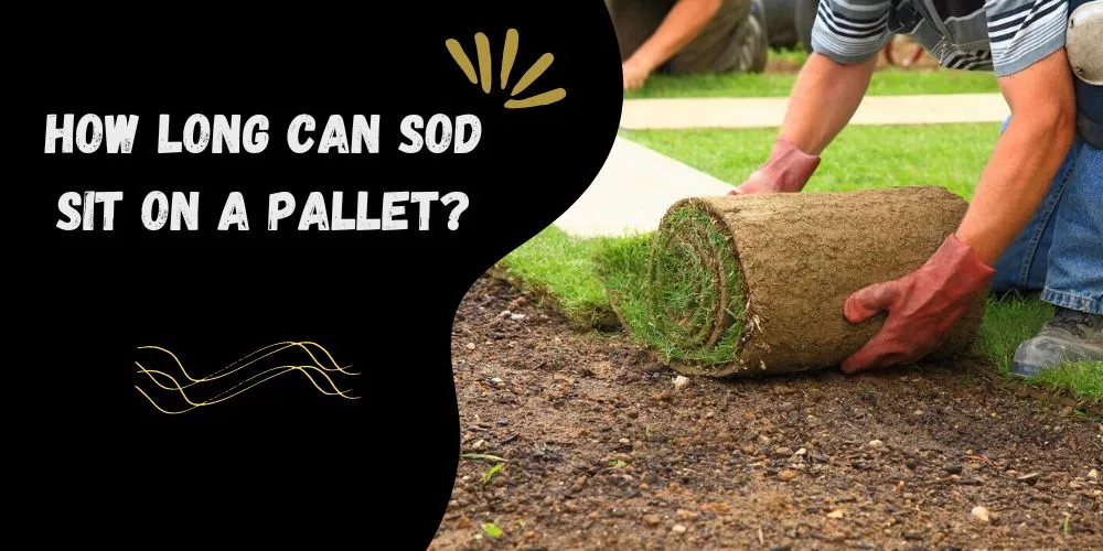 How long can sod sit on a pallet