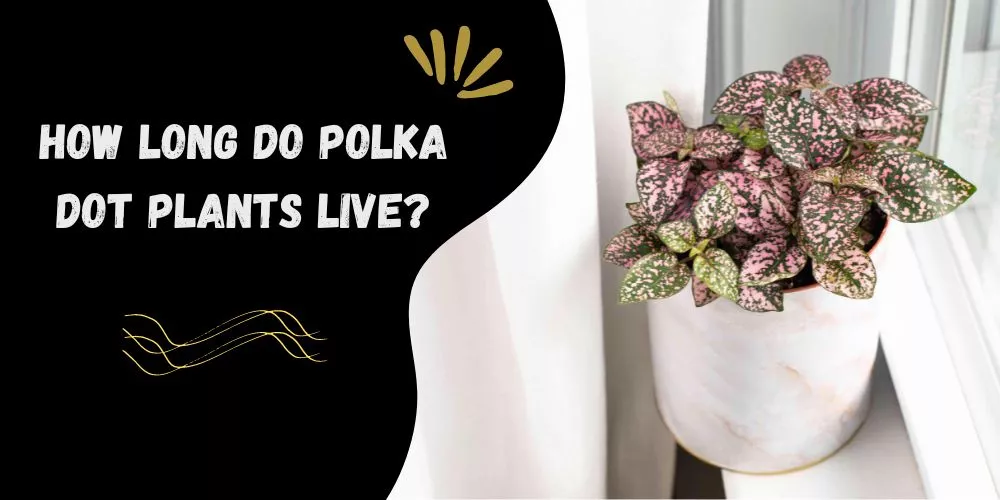 How long do polka dot plants live