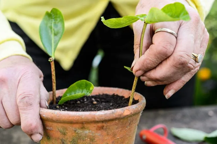 How to Choose the Right Pot and Soil for Honeysuckle