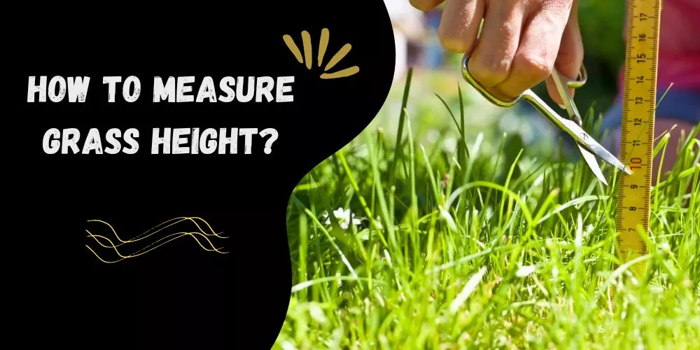 How to measure grass height