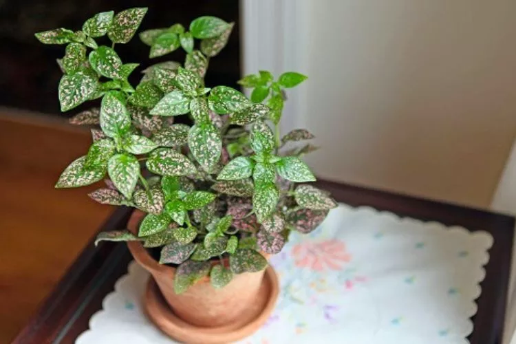 Stages of Growth in Polka Dot Plants 