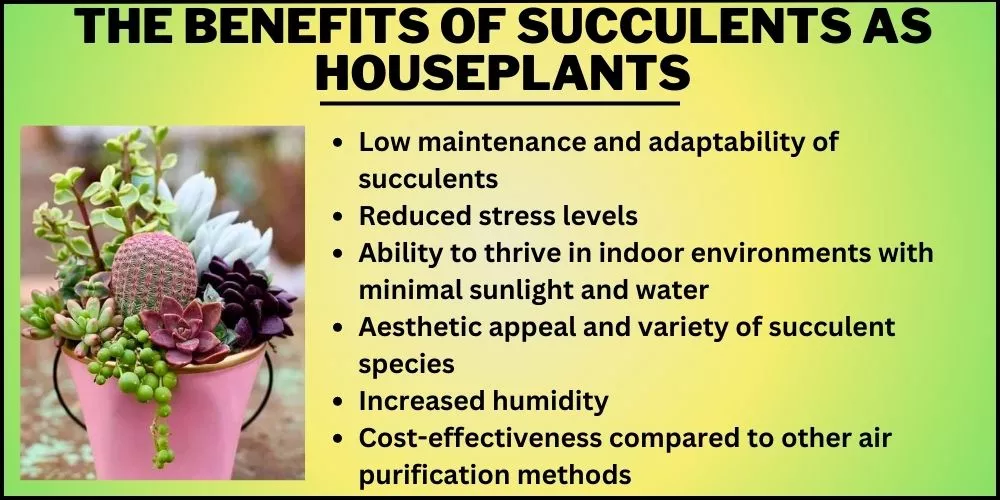 The Benefits of Succulents as Houseplants