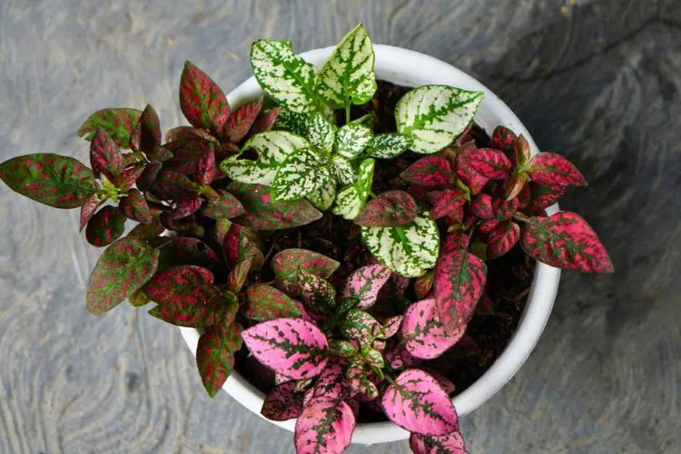 Understanding Polka Dot Plants 