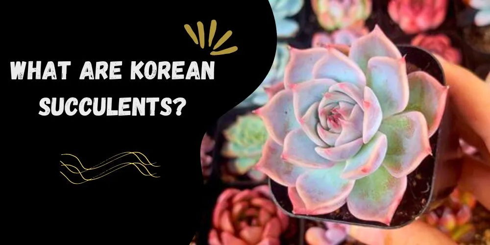 What are korean succulents