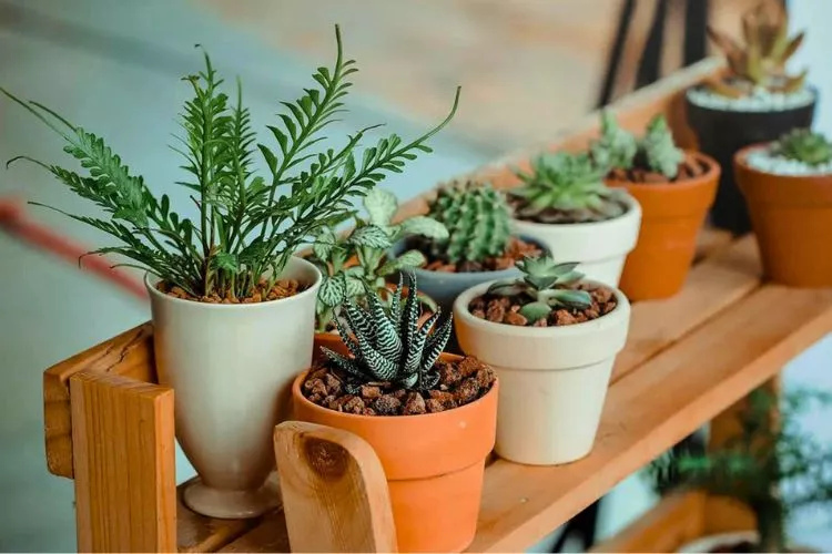 Which Succulents are the Best Air Purifiers